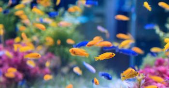 Товары для аквариума с Алиэкспресс  | Фильтры, светильники и т.д